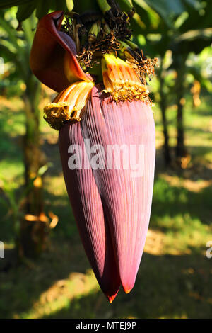 Banane Blume Stockfoto