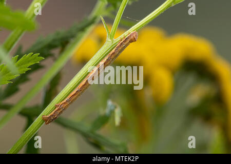 Heidespanner, Heide-Spanner, Heideland-Tagspanner, Heidekraut-Spanner, Heidekrautspanner, Raupe frisst ein Rainfarn, Ematurga atomaria common Heath, h Stockfoto