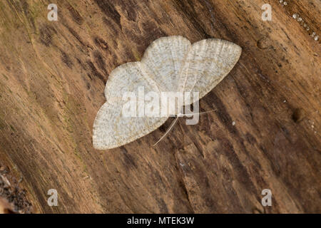 Braunstirn-Wei SSspanner, Cabera exanthemata, gemeinsame Welle, la Cabère pustulée, Schlüssel, der Spanner (Geometridae), Looper, Looper, geometer Motten, geometer Motte Stockfoto