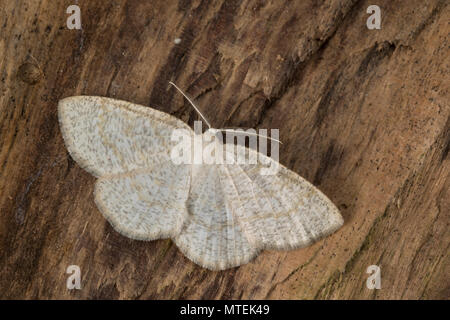 Braunstirn-Wei SSspanner, Cabera exanthemata, gemeinsame Welle, la Cabère pustulée, Schlüssel, der Spanner (Geometridae), Looper, Looper, geometer Motten, geometer Motte Stockfoto