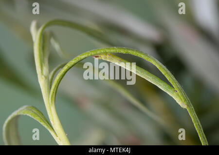 Braunstirn-Wei SSspanner, Raupe frisst eine Weide, Cabera exanthemata, gemeinsame Welle, Caterpillar, la Cabère pustulée, Schlüssel, der Spanner (Geometridae), Looper, loopers Stockfoto