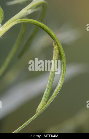 Braunstirn-Wei SSspanner, Raupe frisst eine Weide, Cabera exanthemata, gemeinsame Welle, Caterpillar, la Cabère pustulée, Schlüssel, der Spanner (Geometridae), Looper, loopers Stockfoto