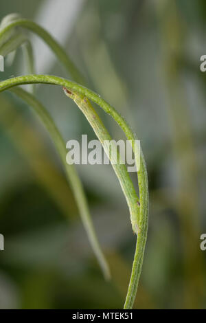 Braunstirn-Wei SSspanner, Raupe frisst eine Weide, Cabera exanthemata, gemeinsame Welle, Caterpillar, la Cabère pustulée, Schlüssel, der Spanner (Geometridae), Looper, loopers Stockfoto