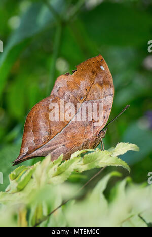Herbst Blatt Flügel Schmetterling - Doleschallia bisaltide, schöner Schmetterling aus Südostasien und Australien. Stockfoto