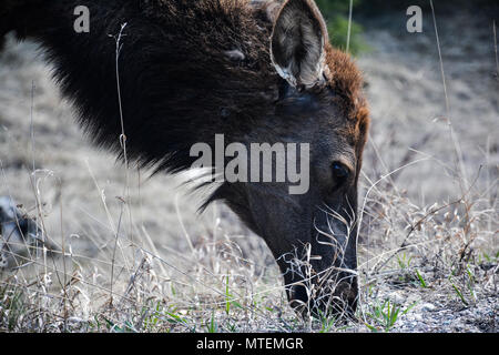 Caribou Beweidung auf einem Hügel in den Rocky Mountains. Stockfoto