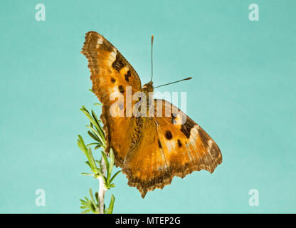 Porträt einer Kalifornien Schildpatt, Nymphalis californica, Schmetterling, in der Oregon Cascade Mountains, hinten Schoß Stockfoto