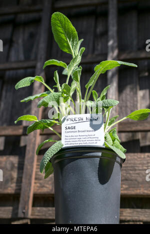 Salbei gemeinsame Umfassende leaved Kraut Stockfoto