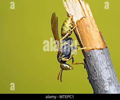 Eine europäische Papier Wasp, gemeinsame in ganz Nordamerika, in Ruhe. Stockfoto