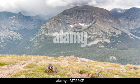 Marmot Marmota flavientis - Colorado, USA Stockfoto