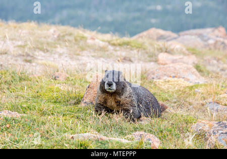 In der Nähe von Yellow-bellied Marmot im Rocky Mountain National Park in Colorado, USA. Stockfoto