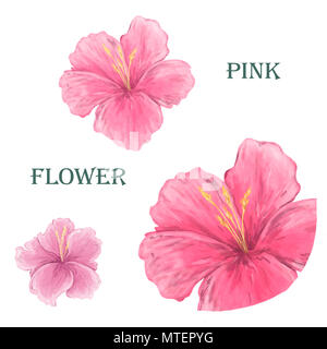 Geringe Tiefe. Weiche getönt. Tropische Blumen. Rosa Kunst digitale Blumen. Auf weissem Hintergrund Stockfoto