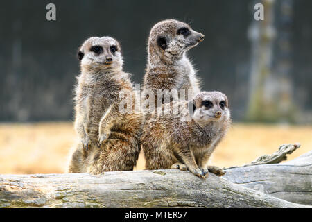 Süße Erdmännchen stehend Stockfoto