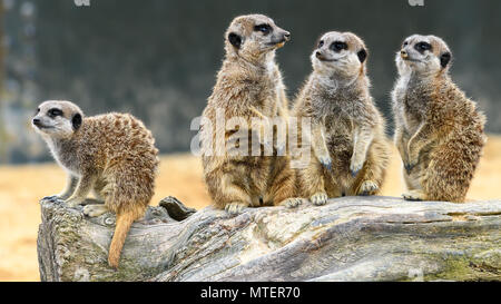 Süße Erdmännchen stehend Stockfoto