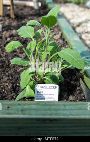 Salbei gemeinsame Umfassende leaved Kraut Stockfoto