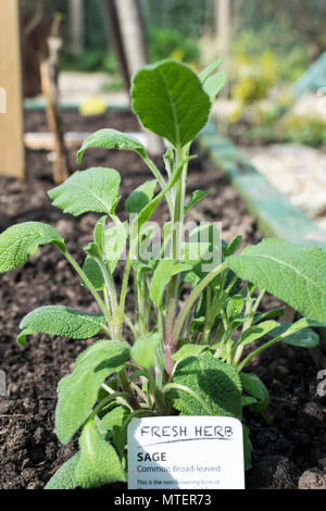 Salbei gemeinsame Umfassende leaved Kraut Stockfoto