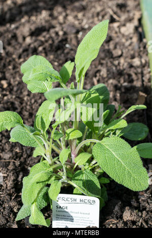 Salbei gemeinsame Umfassende leaved Kraut Stockfoto