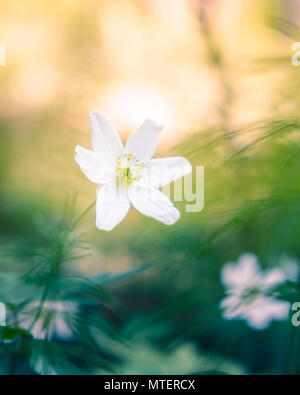 Schöne weiße Blume mit bokeh Hintergrund und Abendsonne in Finnland Stockfoto