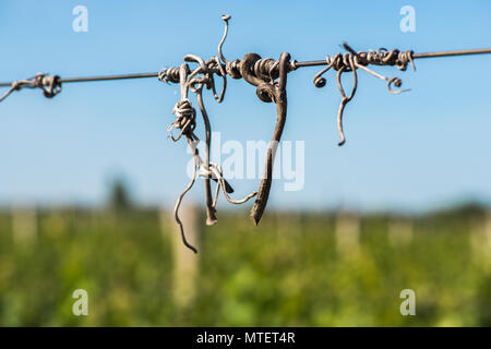 Schneiden Weinreben crook auf dem Leitdraht im Weinberg. Stockfoto