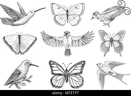 Sammlung von bunten Schmetterling Insekten und Vögel. Entomologische Symbol der Freiheit. Graviert Hand gezeichnet vintage Skizze für Hochzeit Karte oder Textilien. Vector Illustration. Wilder Frühling Tiere. Stock Vektor