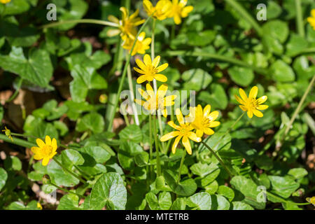 Scharbockskraut Ranunculus ficaria Frühjahr Blume Stockfoto