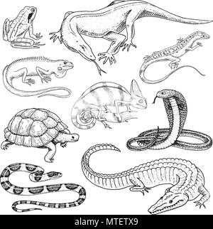 Satz von Reptilien und Amphibien. Wilde Krokodile, Alligatoren und Schlangen, Waran, Chamäleon und Schildkröte. Pet und tropische Tier. Graviert Hand in alten Vintage Skizze gezeichnet. Vector Illustration. Stock Vektor