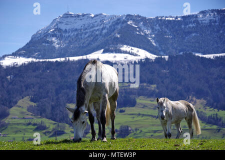 Weiße Pferde vor Berg Rigi in der Schweiz Stockfoto