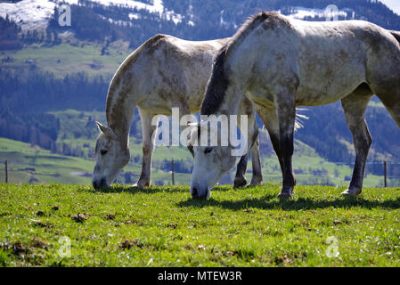 Weiße Pferde vor Berg Rigi in der Schweiz Stockfoto