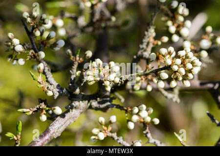 Schlehe oder schlehdorn Prunus spinosa Frühjahr Knospen Stockfoto