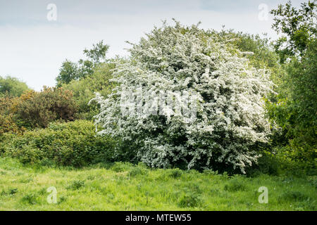 Eine gemeinsame Hawthorn tree, Rosa Moschata, im Mai, Dorset, England aufblühen, Vereinigtes Königreich Stockfoto