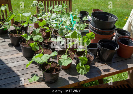 PELARGON Stecklinge werden in Töpfe gepflanzt 2018 Stockfoto