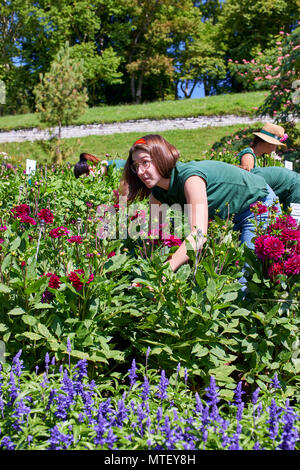 Gärtner tendenziell die Dahlien in den Gärten am See Konstanz Mainau Stockfoto