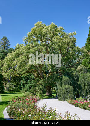 Japanische Pagode Baum, Styphnolobium japonicum, Fabaceae in den Gärten der Insel Mainau, Bodensee (gepflanzt 1868) Stockfoto