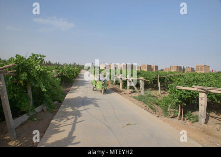 Die Weintraube, die Felder von Turpan, Xinjiang, China Stockfoto