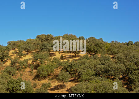Hügel mit Macchia Sträucher und trockenen gelben Gras an einem sonnigen Tag mit blauen Himmel in Sierra Norte de sevila Naturschutzgebiet, Andalusien, Spanien Stockfoto