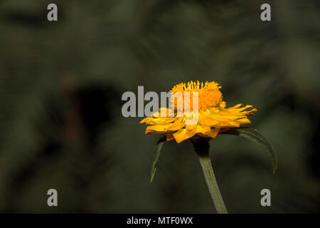 Golden ewigen Strohblumen (Xerochrysum bracteatum) Stockfoto