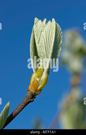 Neue, junge Blätter des Gemeinsamen whitebeam, Sorbus aria, im frühen Frühling ausklappen, April Stockfoto