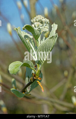 Neue, junge Blätter und die Knospe der Gemeinsamen whitebeam, Sorbus aria, im frühen Frühling ausklappen, April Stockfoto