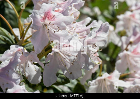 Blumen und Blätter auf Rhododendron 'Cunningham Weiß", leichte rosa Blumen auf dieser Frühling flowerinf Ericaceen Strauch, Berkshire, Mai Stockfoto