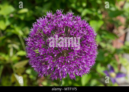 Kugelförmige blütenköpfe von Allium 'Purple Sensation' hoch bauchige beständigen Garten Pflanzen, kann Stockfoto