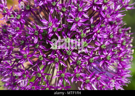 Kugelförmige blütenköpfe von Allium 'Purple Sensation' hoch bauchige beständigen Garten Pflanzen, kann Stockfoto