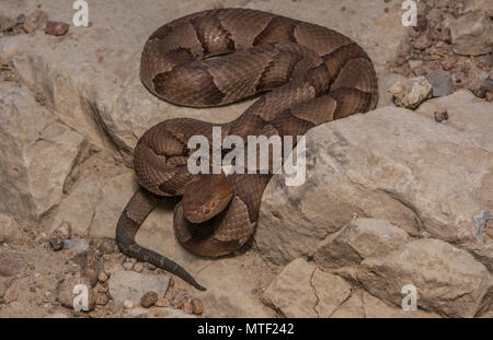 Northern Copperhead (Agkistrodon contortrix) von Gage County, Nebraska, USA. Stockfoto