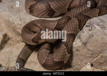 Northern Copperhead (Agkistrodon contortrix) von Gage County, Nebraska, USA. Stockfoto