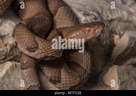 Northern Copperhead (Agkistrodon contortrix) von Gage County, Nebraska, USA. Stockfoto