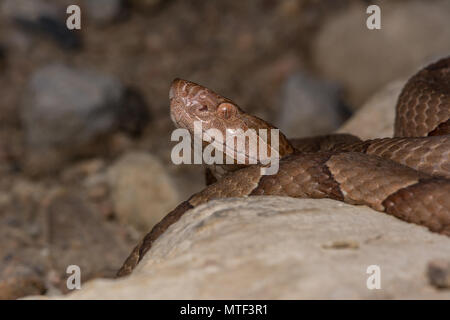 Northern Copperhead (Agkistrodon contortrix) von Gage County, Nebraska, USA. Stockfoto