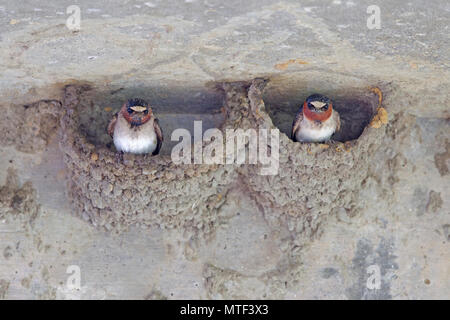 Cliff Schwalben Bauen ein Nest Stockfoto