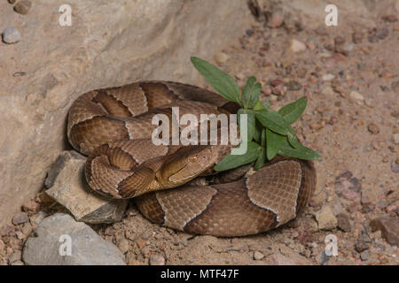 Northern Copperhead (Agkistrodon contortrix) von Gage County, Nebraska, USA. Stockfoto