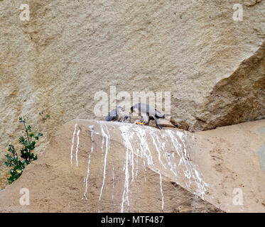 Peregrine Falcon Stockfoto