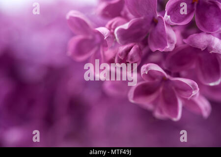 Makro-Bild lila violett Frühlingsblumen, abstrakte weichen Blumenkarte Stockfoto