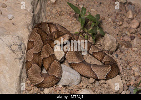 Northern Copperhead (Agkistrodon contortrix) von Gage County, Nebraska, USA. Stockfoto