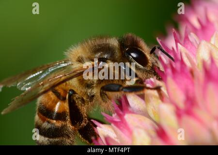 Makroaufnahme einer Honigbiene bestäubt ein Sedum Blume Stockfoto